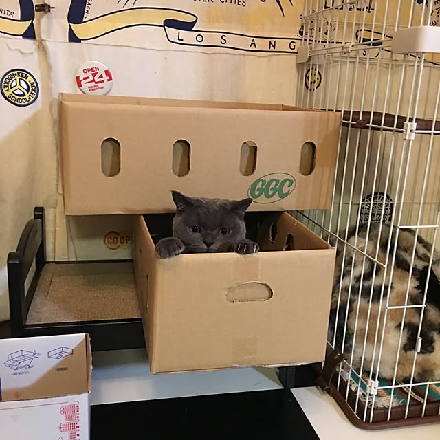 Shojiさんの実例写真