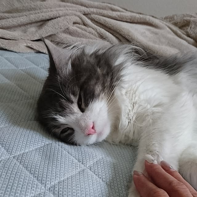 shinobuさんの実例写真