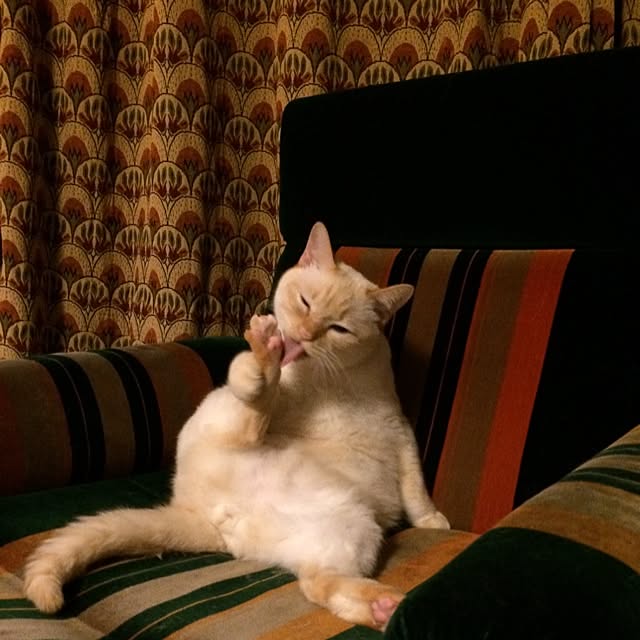 bobooooonさんの実例写真