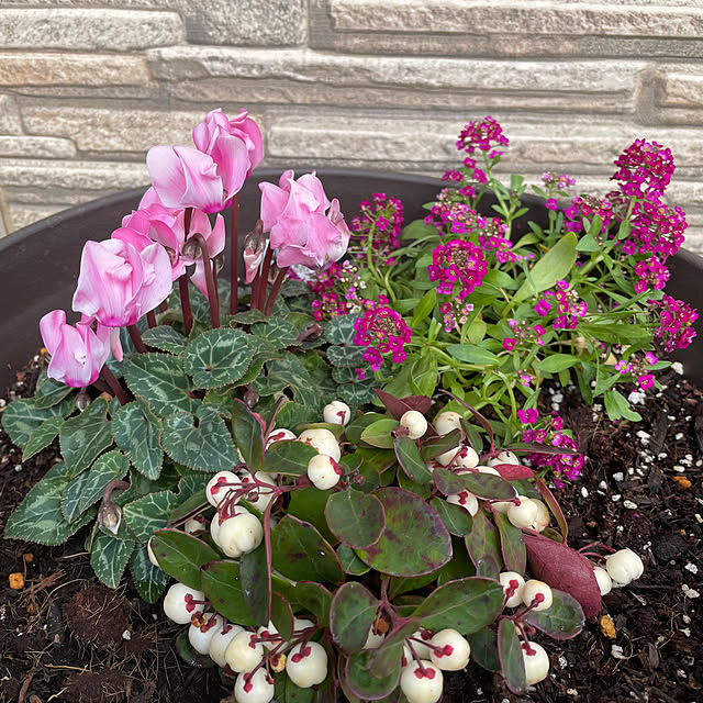 ronronさんの部屋