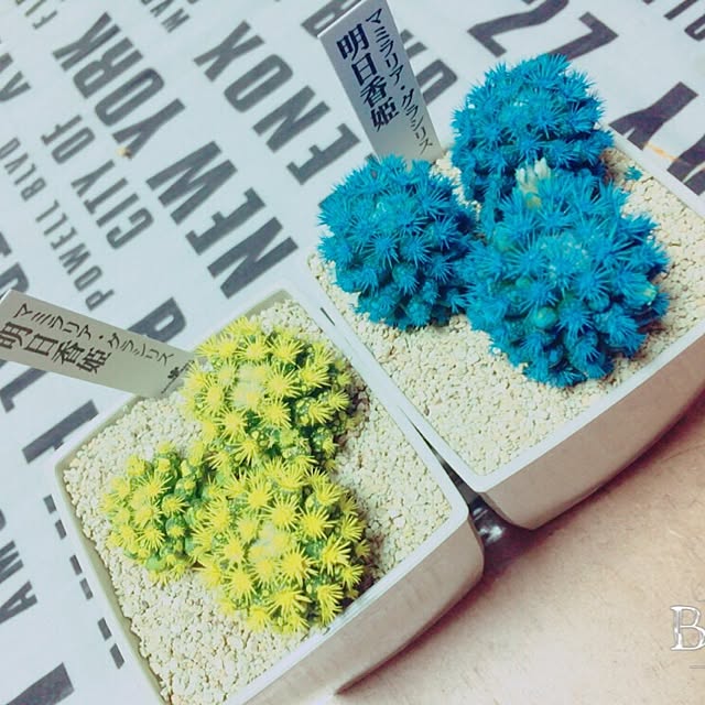 saichanさんの実例写真