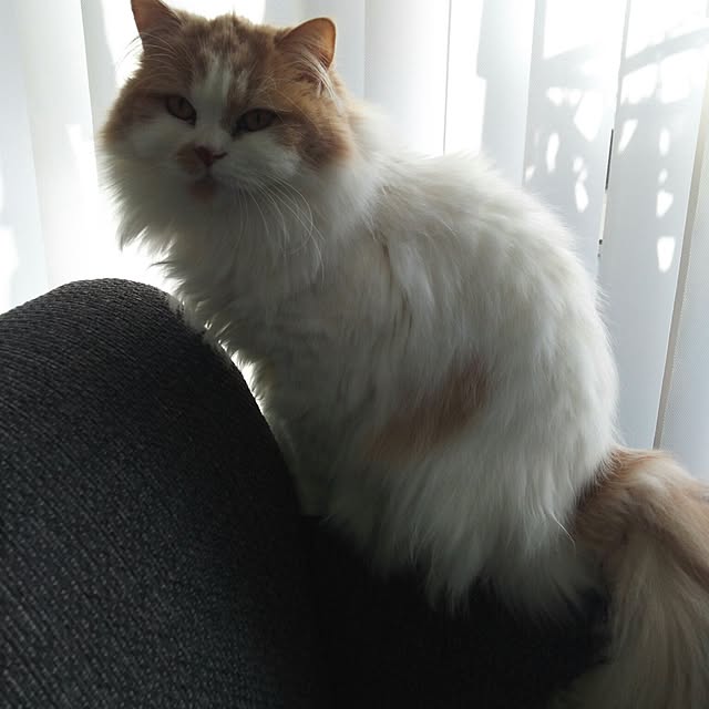 nonkoさんの実例写真