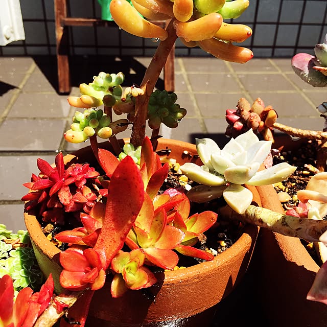 cakraさんの実例写真