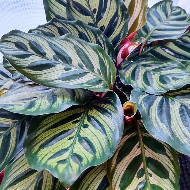 NSDさんの実例写真