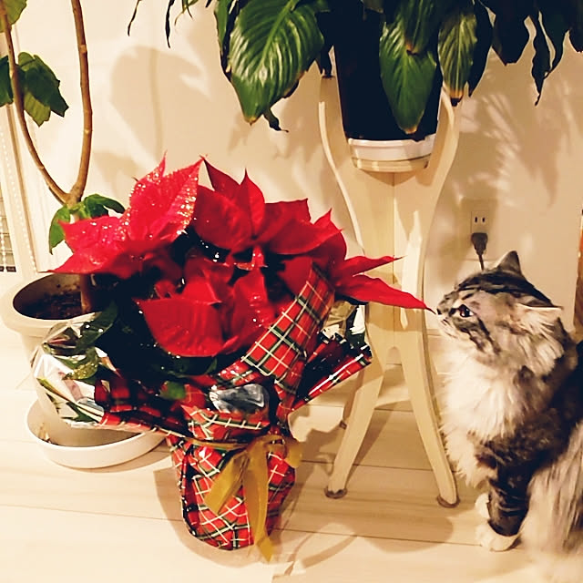 annetina374さんの実例写真
