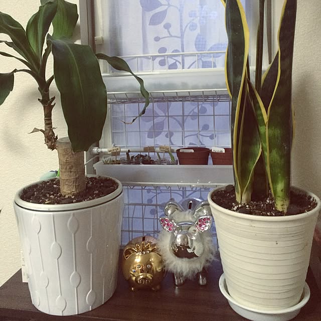 リビング/観葉植物/多肉植物/IKEAのインテリア実例 - 2016-04-23 18:41:07