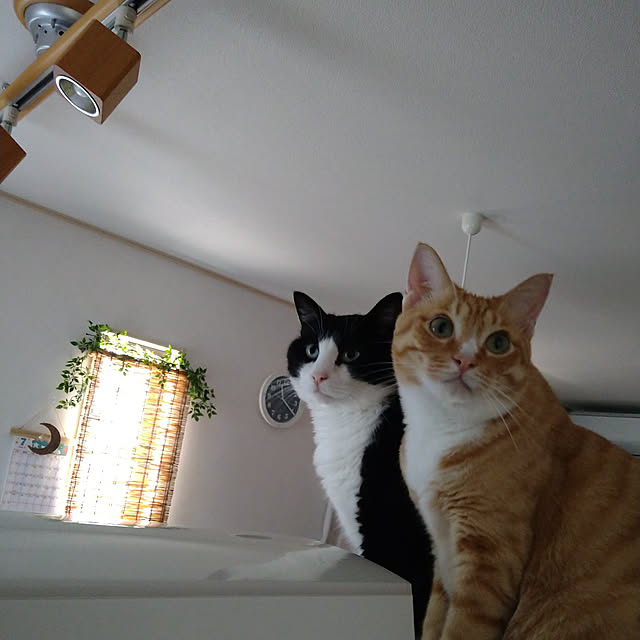 koromaroさんの実例写真