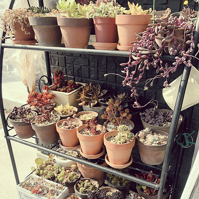 motimotinonikuの-【当店農場生産】多肉植物 セダム（極細葉） モリムラ万年草 7.5センチポット苗 グランドカバーに最適！の家具・インテリア写真