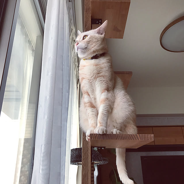 hiyupan88さんの実例写真