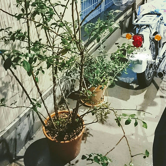 stsenjuさんの実例写真