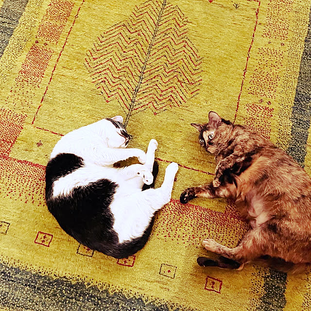 kumimonさんの実例写真