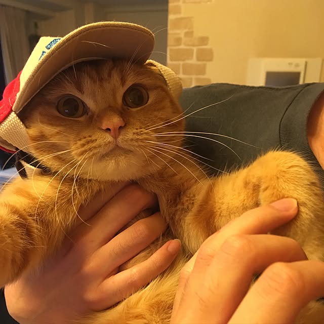 rumiさんの実例写真