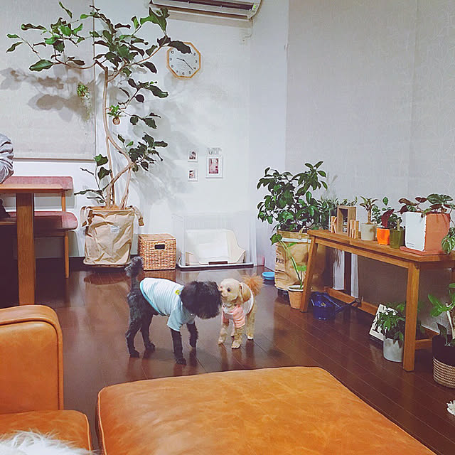 risaさんの実例写真