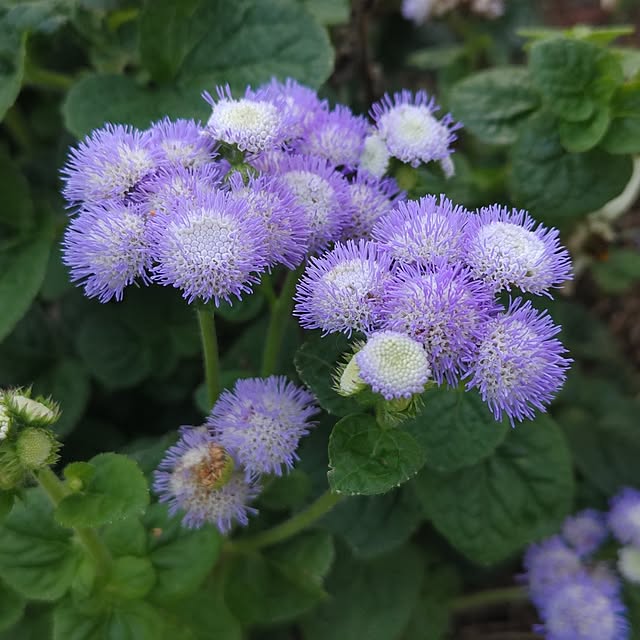 salacocoさんの実例写真