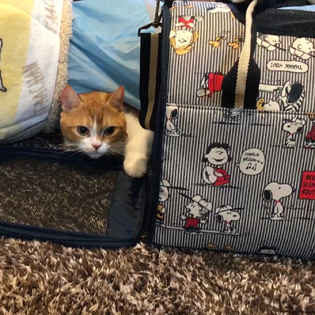 KotarouKunさんの実例写真