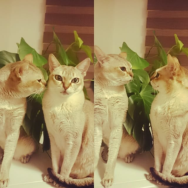 Jcさんの実例写真