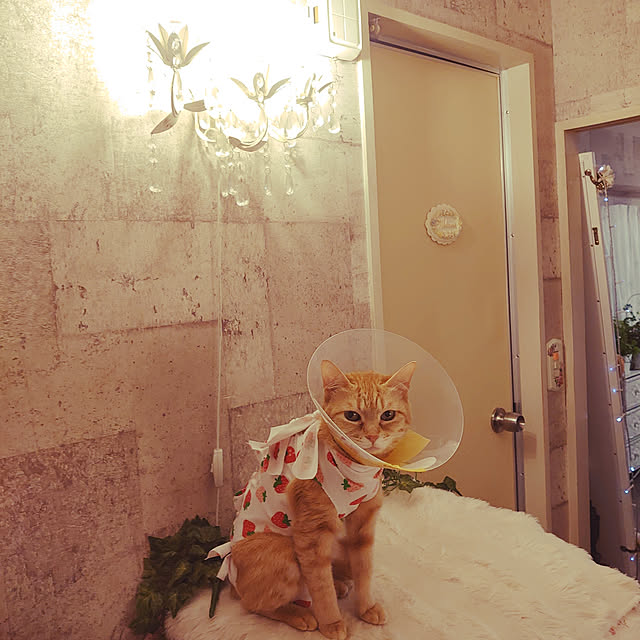 asuminさんの実例写真
