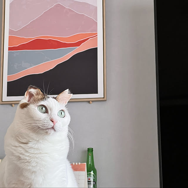 cat5さんの実例写真