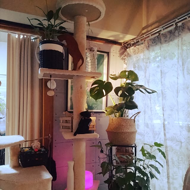 runaさんの実例写真