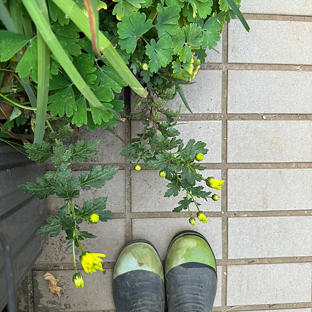 mamizaさんの部屋