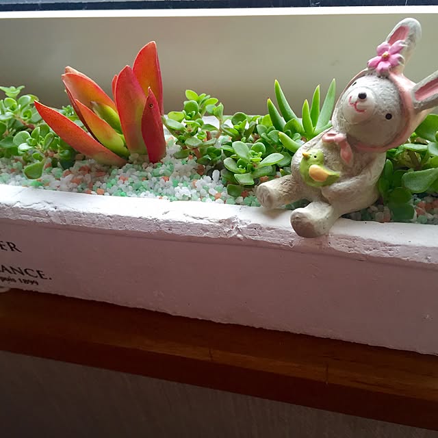 部屋全体/多肉植物のインテリア実例 - 2016-04-04 16:59:08