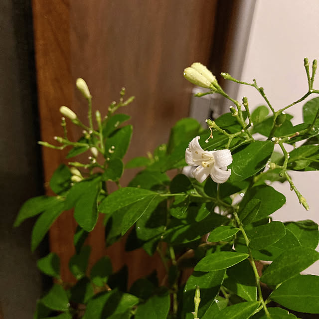 mommyさんの実例写真