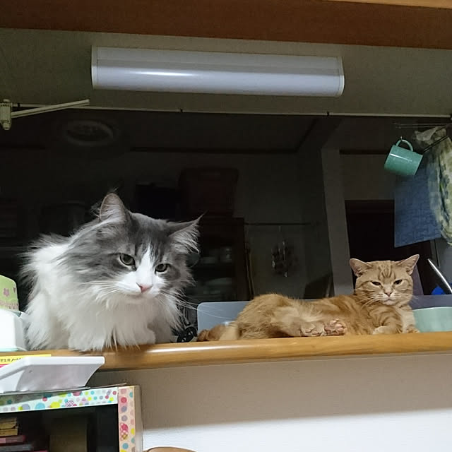 shinobuさんの実例写真