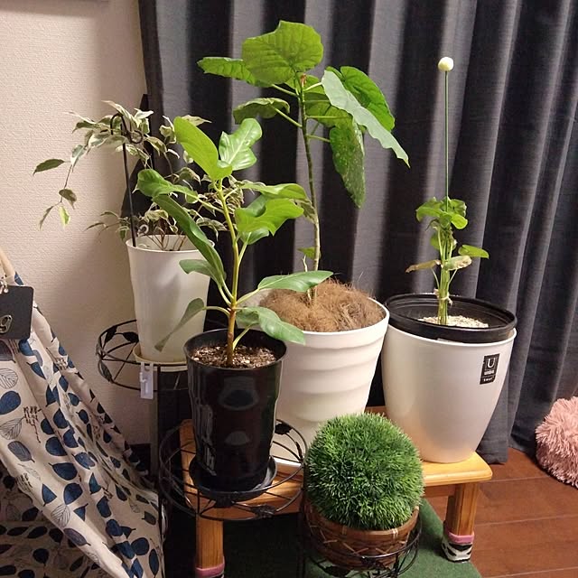 greenARASHIさんの実例写真