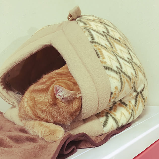 nekoさんの実例写真