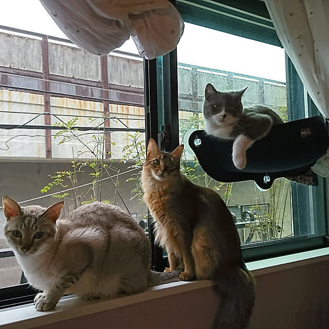 poniさんの実例写真