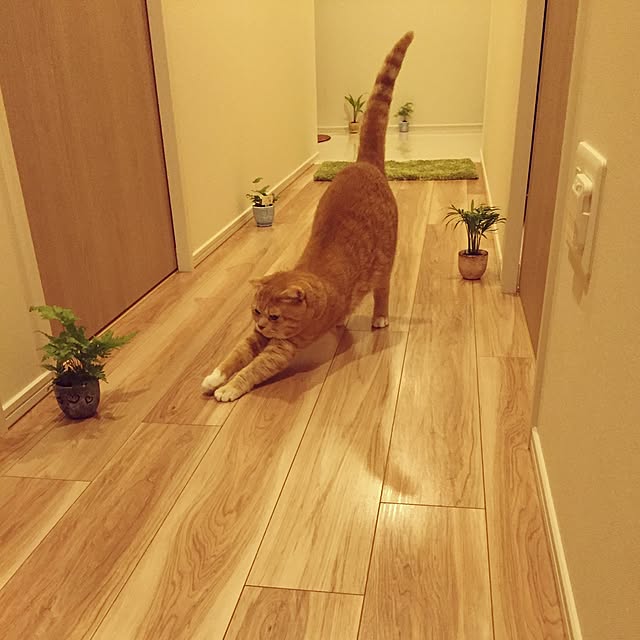 cyicyiさんの実例写真