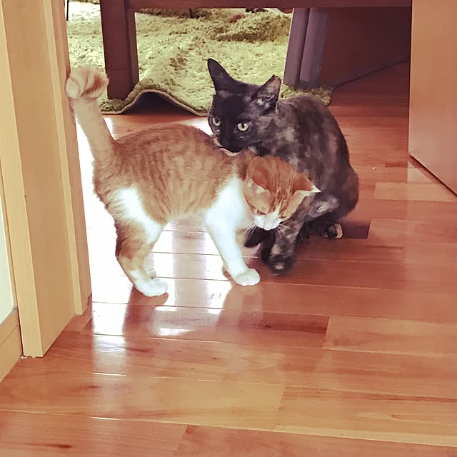 noraさんの実例写真