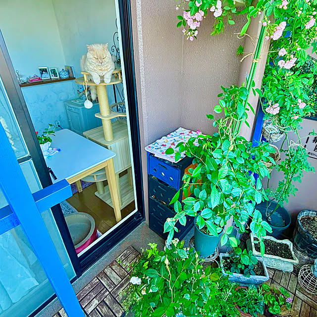 naokoさんの部屋