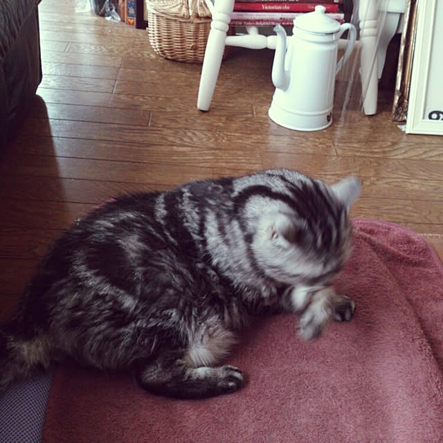 showさんの実例写真