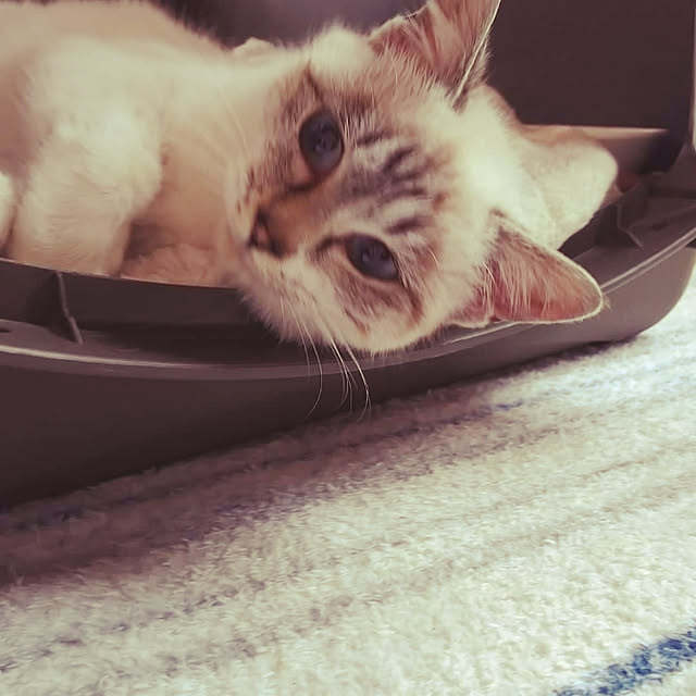 Yokoさんの実例写真