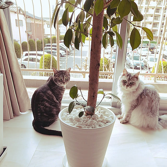nonkoさんの実例写真