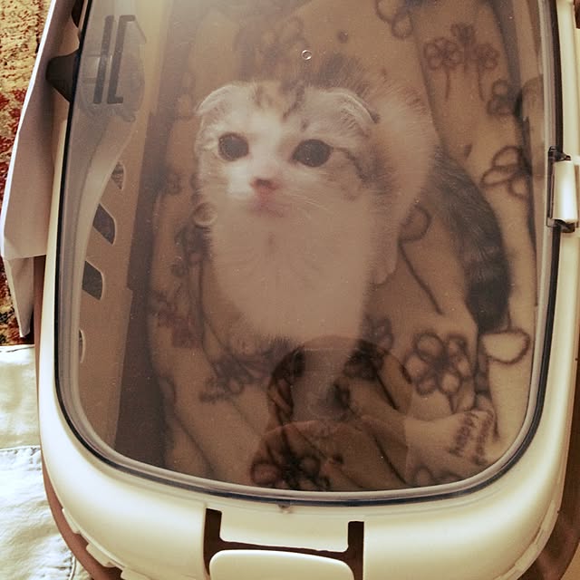 yokkochanさんの実例写真