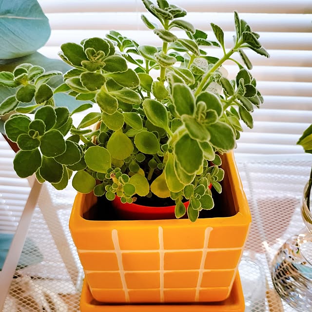 38さんの実例写真