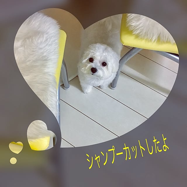 Mopmamaさんの実例写真