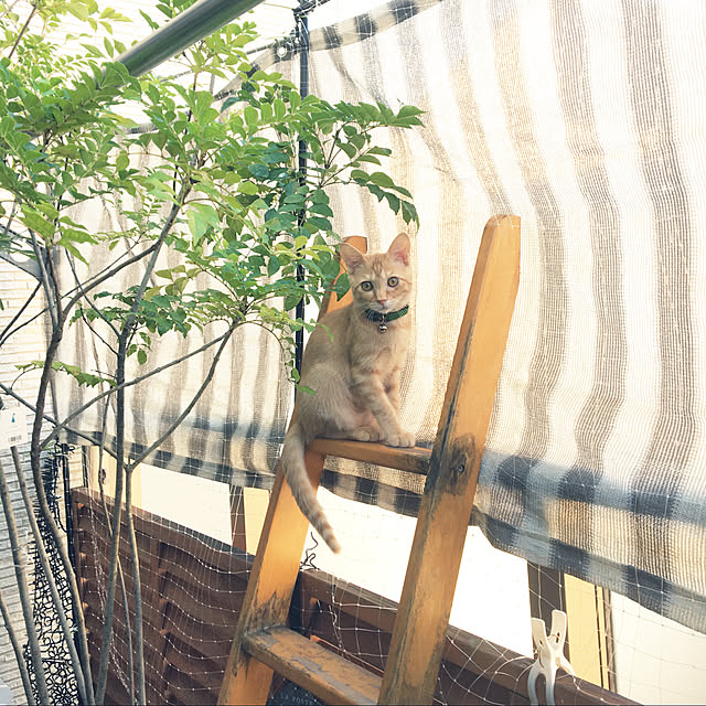 amaさんの実例写真