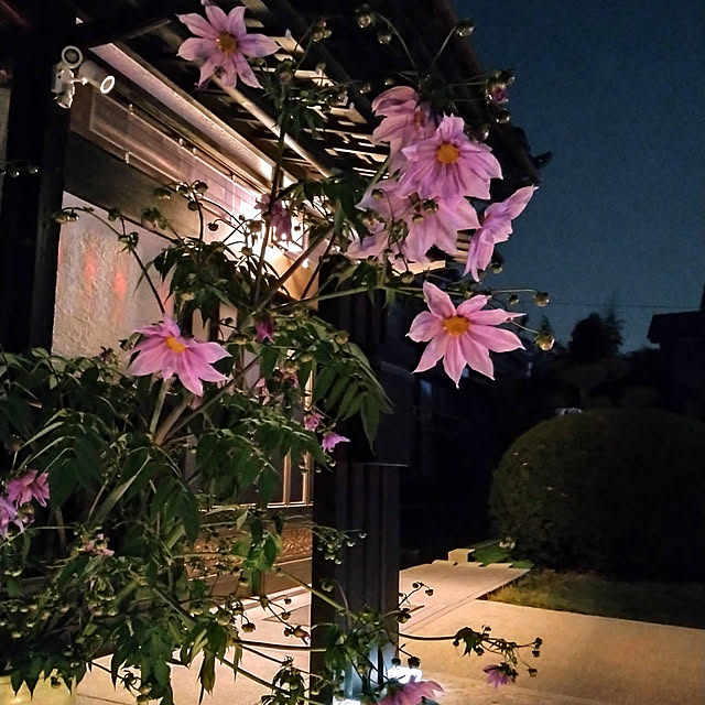 y.ebihara0811さんの実例写真