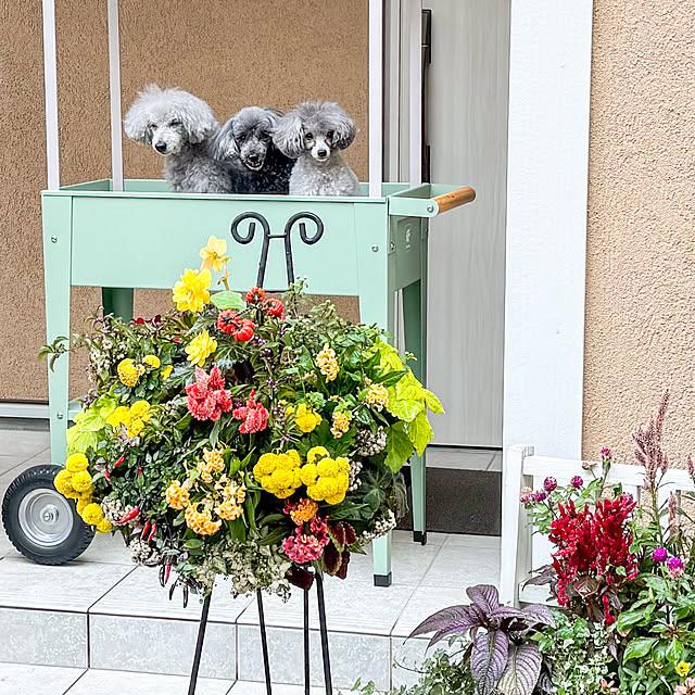 hokulonikoaさんの部屋