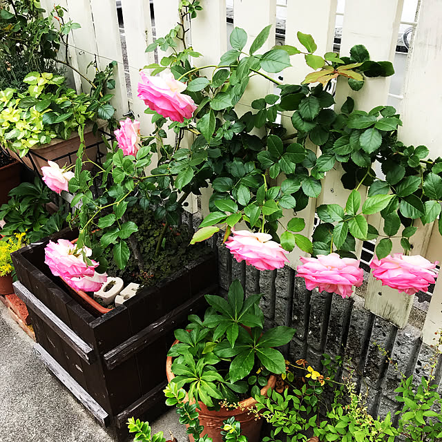 marorinさんの実例写真