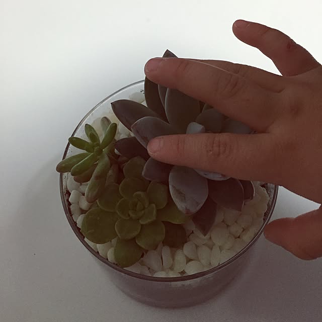 majukanaさんの実例写真