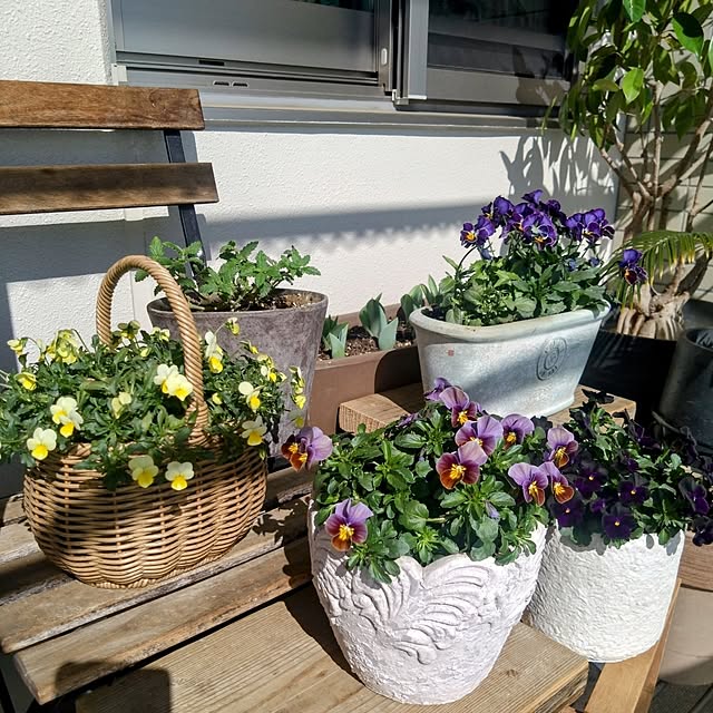 Petit_Pommierさんの部屋