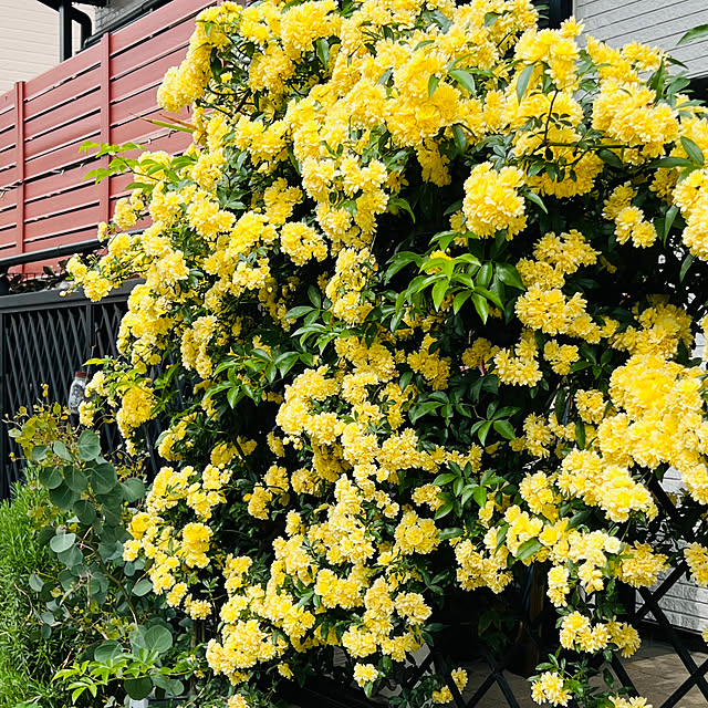 kurumeruさんの部屋