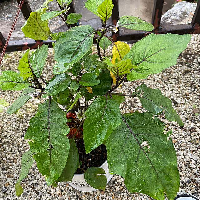 shin0719さんの実例写真