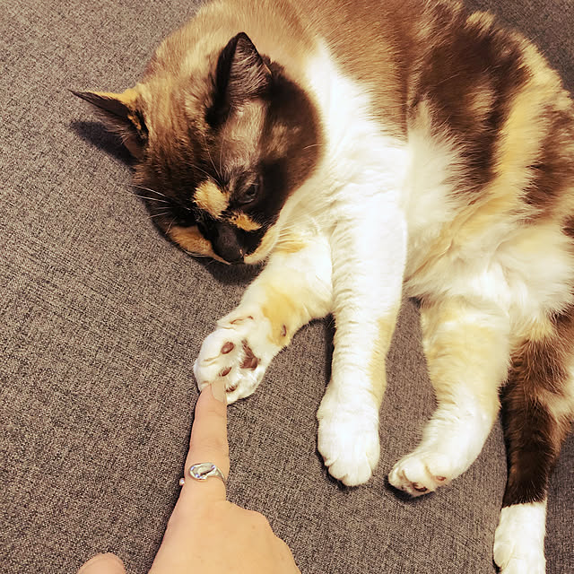 aya_1121さんの実例写真
