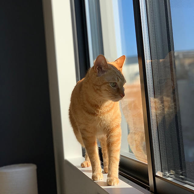 neko_daisukiさんの実例写真