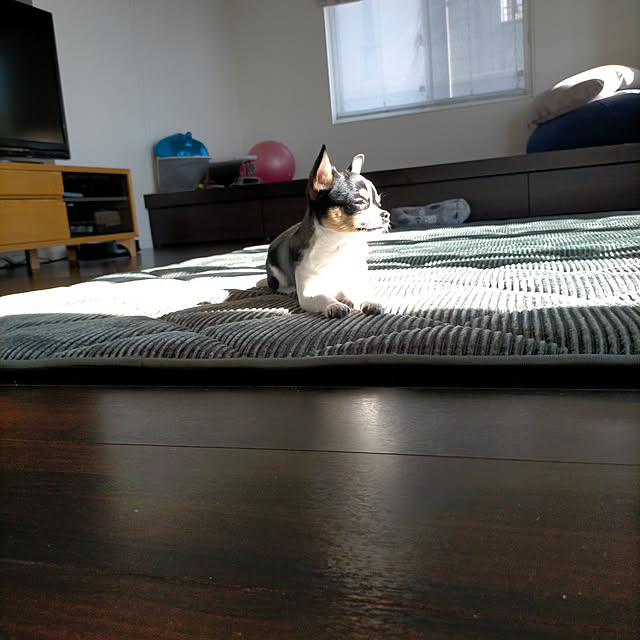 harugakitaさんの実例写真